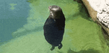 Loading Seal GIF - Loading Seal Turn GIFs