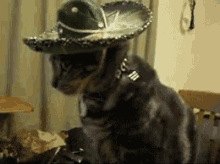 When The Bartender Says There'S No More Tequila GIF - Viral Silly Cat GIFs