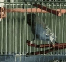 Bird Cage Dancing GIF - Bird Cage Dancing Bird GIFs