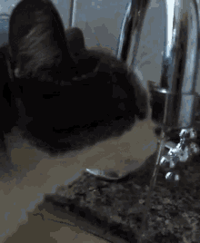 cat drink thirsty cat drink thirsty