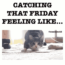 oh yess catching that friday feeling like cat shaq