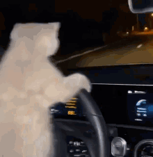 Kittydrivingcar Cat GIF - Kittydrivingcar Car Cat GIFs