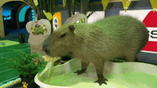 Capybara Eating GIF - Capybara Eating Corn GIFs