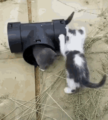 Cat Pipe GIF - Cat Pipe Rolling GIFs