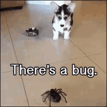 There'S A Bug GIF - Theres A Bug Dog Spider GIFs