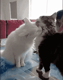 Frenemies GIF - Cats Fight Kisses GIFs