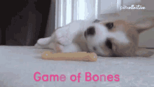 Game Of Bones Puppy GIF - Game Of Bones Puppy Playful GIFs