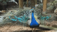 孔雀 羽毛 孔雀開屏 鮮豔 華麗 GIF - Peacock Feathers Pretty GIFs