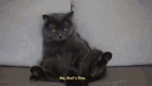 Cats In Therapy Feline GIF - Cats In Therapy Cat Feline GIFs