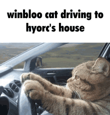 Winbloo Cat Driving GIF - Winbloo Cat Driving Discord GIFs