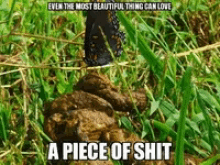 butterfly beautiful poop shit pile
