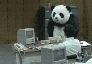 Panda At Work GIFs | Tenor