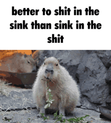 Capybara Meme GIF - Capybara Meme Sigma GIFs