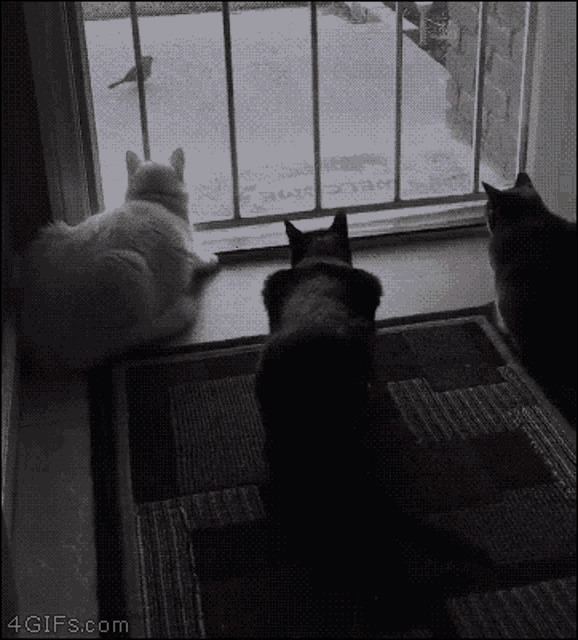 Cats Scaredy Cat GIF - Cats Scaredy Cat Dog GIFs