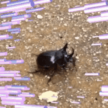Rhinoceros Beetle GIF - Rhinoceros Beetle Insect GIFs