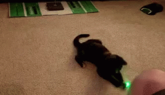 [Image: cat-laser.gif]