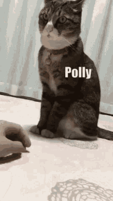Lmao Polly GIF - Lmao Polly Dont GIFs