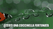 Coccinella Fortunata Fortuna Buona Fortuna In Bocca Al Lupo Colloquio Viaggio Spettacolo Daje GIF - Ladybug Good Luck GIFs