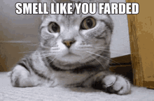 Wow You Smell Nice Cat GIF - Wow You Smell Nice Cat Fart GIFs