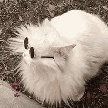 Cat Shades On GIF - Cat Shades On Swag GIFs
