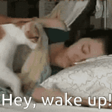 wake up wake up morning cat