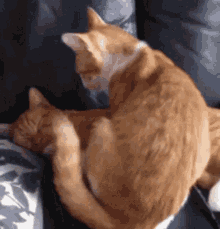 Cats Snuggle GIF - Cats Snuggle Best Mates GIFs