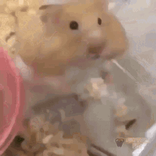 Hamster Cute GIF - Hamster Cute Happy GIFs