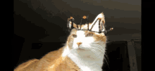Cat King GIF - Cat King International GIFs
