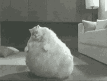 Dancing Kitty GIF - Dancing Kitty Fat GIFs