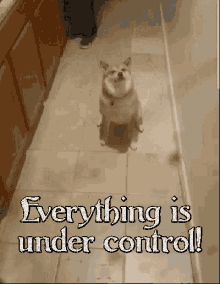 under control everything is under control trust me wink doggo