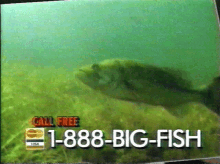 Big Fish Dm4uz3 GIF - Big Fish Fish Big GIFs