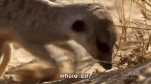 Where Is It? GIF - Where Is It Meerkat Funny GIFs