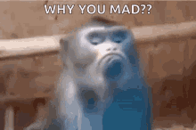 Why You Mad Are You Mad GIF - Why You Mad Are You Mad Mad GIFs