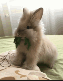 Cute Funny Animals GIF - Cute Funny Animals Bunny GIFs