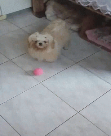 Puppy GIF - Puppy - Discover & Share GIFs