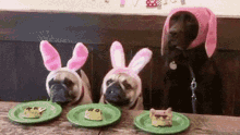 Dogs Eat GIF - Dogs Eat Food GIFs