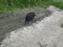 dirty dog messy mud cute