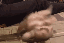 Let'S Get Crazy!!! GIF - Getcrazy Party Cats GIFs