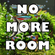 No More Room Crowded GIF - No More Room Crowded Crowds GIFs