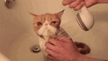 Cats GIF - Cat Cats Shower GIFs
