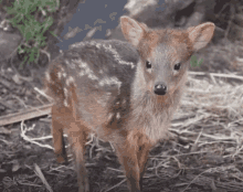 Deer Baby Deer GIF - Deer Baby Deer Ear GIFs