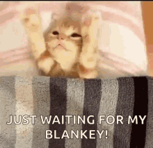 Cat Blanket GIF - Cat Blanket GIFs
