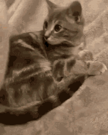 Tuck In Cat GIF - Tuck In Cat Pet GIFs