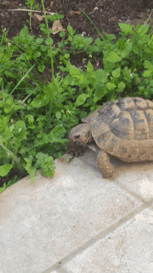 turtle tartaruga turtle eat salad insalata