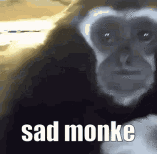 monkey-macaco.gif