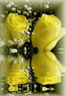 Yellow Roses Reflection GIF - Yellow Roses Roses Reflection GIFs