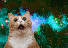 space kitten wonder cat universe