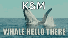 whale whale hello there well hello there hello hi