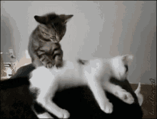 Massage Cat GIF - Massage Cat Kittens GIFs