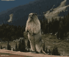 Jese Marmot GIF - Jese Marmot Shout GIFs